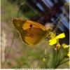 colias croceus imago2 don